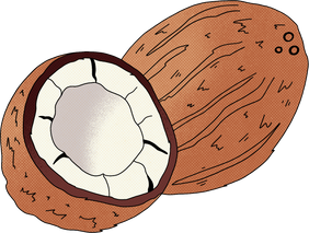 Cartoon Detailed Coconut